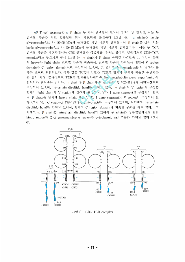 내용정리] 면역학 제 6장 T 림프구 면역학 (T Cell Immunology)자연과학레포트